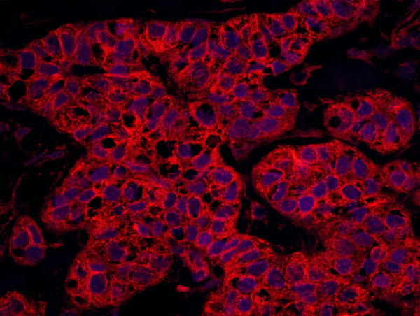 Immunohistochemistry (Formalin/PFA-fixed paraffin-embedded sections) - Anti-MSF antibody (AB114099), expandable thumbnail