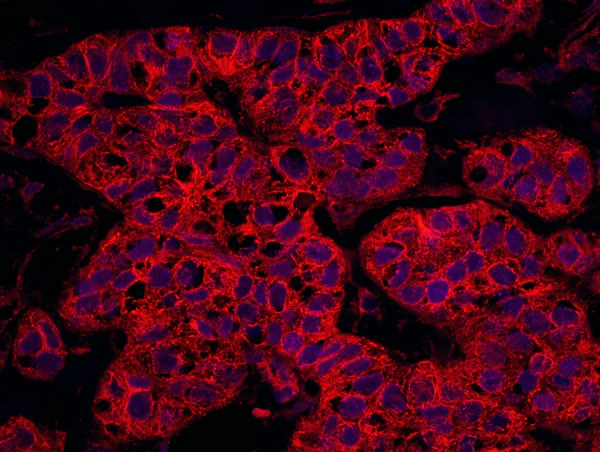 Immunohistochemistry (Formalin/PFA-fixed paraffin-embedded sections) - Anti-MSF antibody (AB114099)