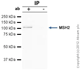 Immunoprecipitation - Anti-MSH2 antibody [3A2B8C] (AB52266)