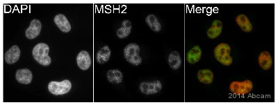 Immunocytochemistry/ Immunofluorescence - Anti-MSH2 antibody (AB70270)