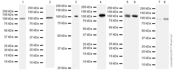 Western blot - Anti-MSH2 antibody [EPR21017-2] (AB212188)
