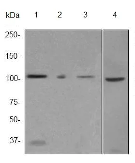 Western blot - Anti-MSH2 antibody [EPR3943] (AB92473)