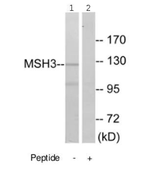 Western blot - Anti-MSH3 antibody (AB69619)