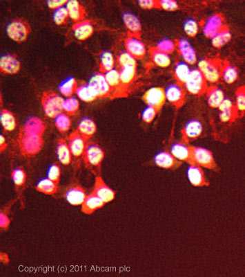Immunocytochemistry/ Immunofluorescence - Anti-MSH3 antibody (AB93663), expandable thumbnail
