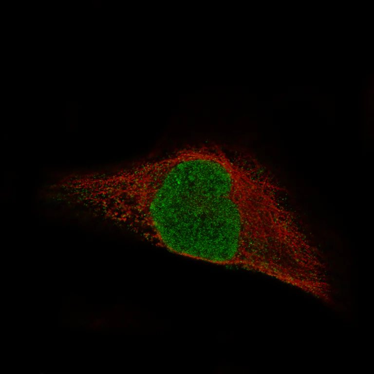 Immunocytochemistry/ Immunofluorescence - Anti-MSH3 Antibody [CL14059] (AB327151)