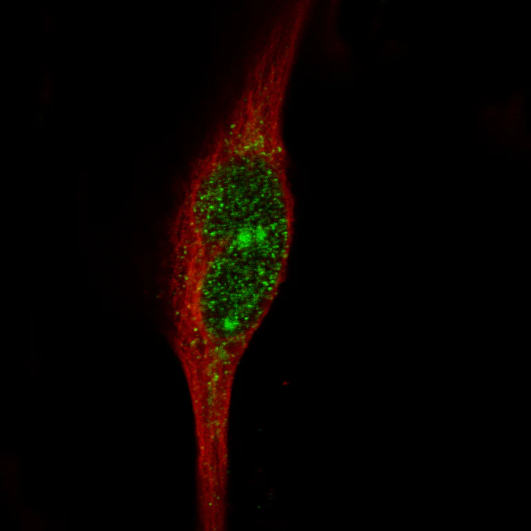 Immunocytochemistry/ Immunofluorescence - Anti-MSH3 Antibody [CL14064] (AB327152)