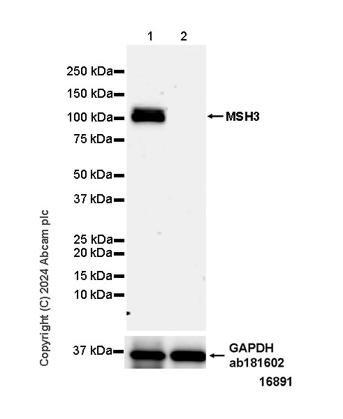 Western blot - Anti-MSH3 antibody [EPR29050-69] (AB324225), expandable thumbnail