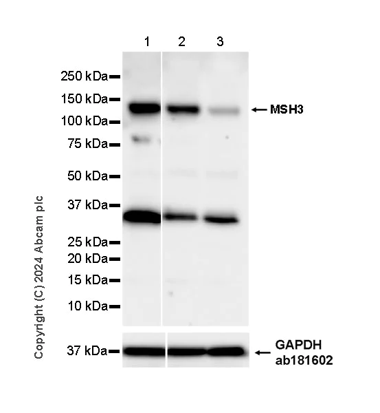 Western blot - Anti-MSH3 antibody [EPR29050-69] (AB324225)