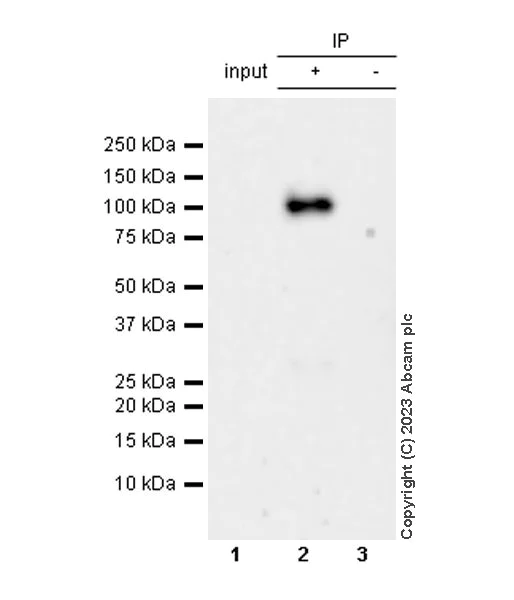 Immunoprecipitation - Anti-MSH4 antibody [EPR27244-57] (AB313331)