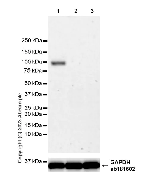 Western blot - Anti-MSH4 antibody [EPR27244-57] (AB313331)