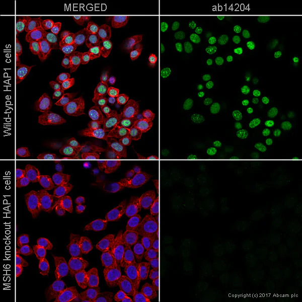 Immunocytochemistry/ Immunofluorescence - Anti-MSH6 antibody [44] (AB14204)