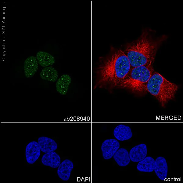 Immunocytochemistry/ Immunofluorescence - Anti-MSH6 antibody [EPR20316] (AB208940)