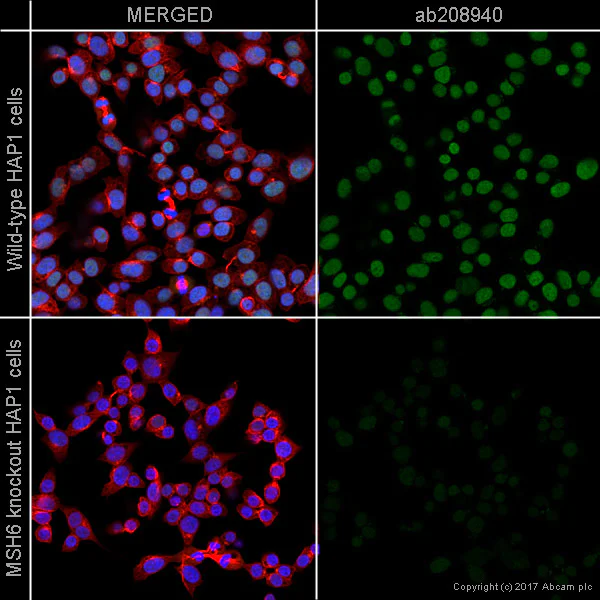 Immunocytochemistry/ Immunofluorescence - Anti-MSH6 antibody [EPR20316] - BSA and Azide free (AB251498)