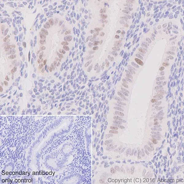 Immunohistochemistry (Formalin/PFA-fixed paraffin-embedded sections) - Anti-MSH6 antibody [EPR20316] - BSA and Azide free (AB251498)