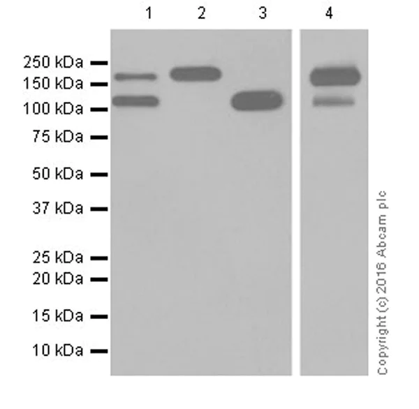 Western blot - Anti-MSH6 antibody [EPR20316] - BSA and Azide free (AB251498)