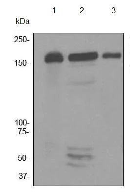 Western blot - Anti-MSH6 antibody [EPR3945] (AB92471)