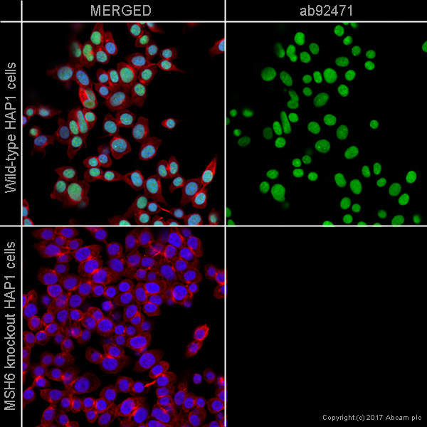 Immunocytochemistry/ Immunofluorescence - Anti-MSH6 antibody [EPR3945] - BSA and Azide free (AB214454), expandable thumbnail