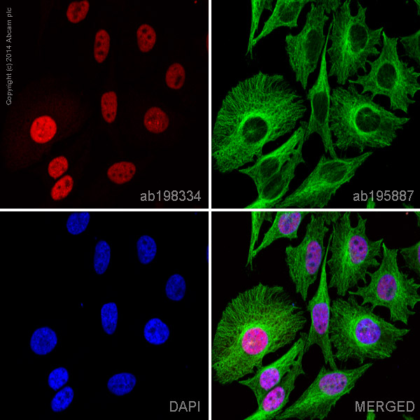 Immunocytochemistry/ Immunofluorescence - Anti-MSH6 antibody [EPR3945] - BSA and Azide free (AB214454), expandable thumbnail