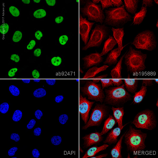Immunocytochemistry/ Immunofluorescence - Anti-MSH6 antibody [EPR3945] - BSA and Azide free (ab214454), expandable thumbnail