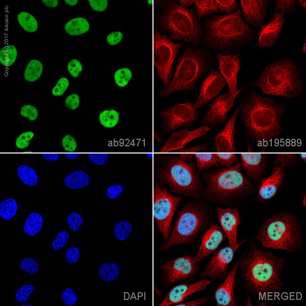 Immunocytochemistry/ Immunofluorescence - Anti-MSH6 antibody [EPR3945] - BSA and Azide free (AB214454)