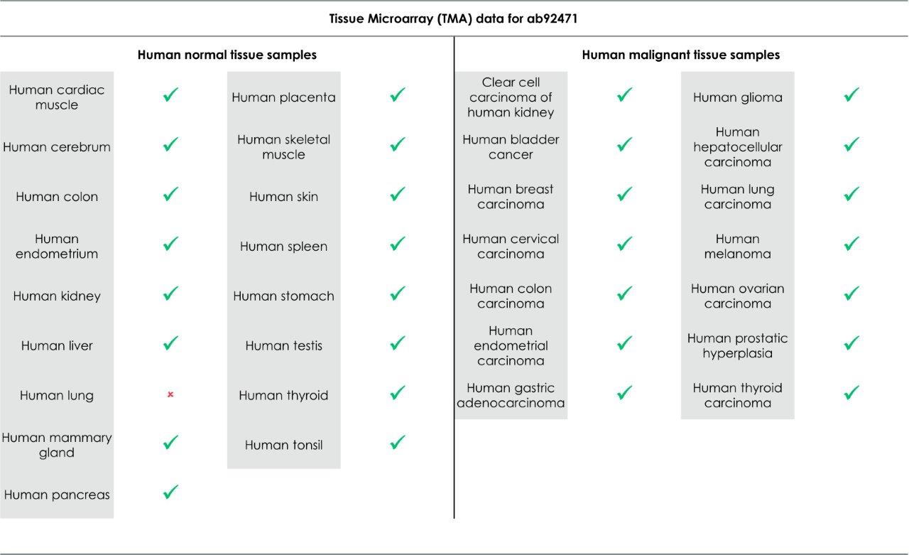 Immunohistochemistry (Formalin/PFA-fixed paraffin-embedded sections) - Anti-MSH6 antibody [EPR3945] - BSA and Azide free (ab214454), expandable thumbnail
