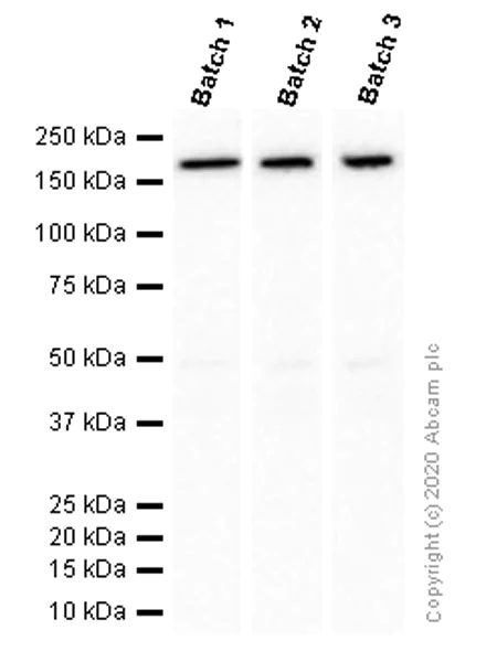 Western blot - Anti-MSH6 antibody [EPR3945] - BSA and Azide free (AB214454)