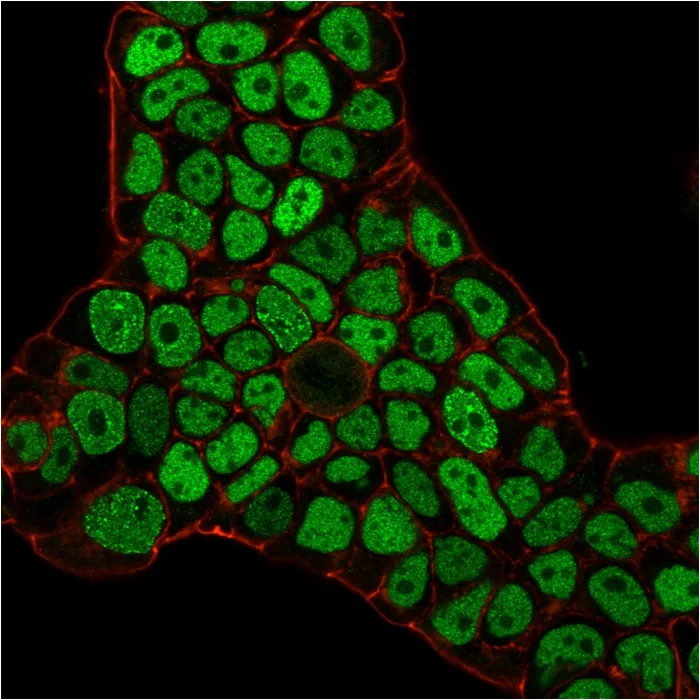 Immunocytochemistry/ Immunofluorescence - Anti-MSH6 antibody [MSH6/3086] - BSA and Azide free (AB259431)
