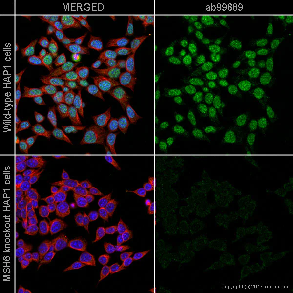 Immunocytochemistry/ Immunofluorescence - Anti-MSH6 antibody [SP93] - BSA and Azide free (AB238805)