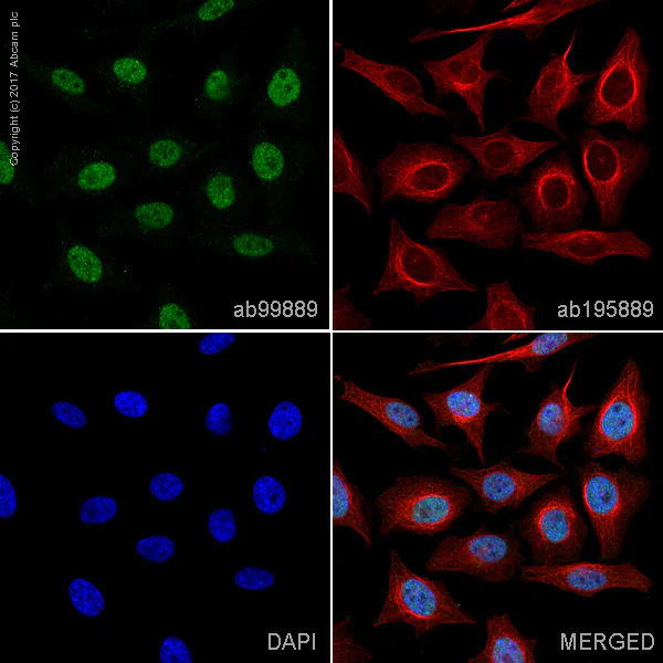Immunocytochemistry/ Immunofluorescence - Anti-MSH6 antibody [SP93] - BSA and Azide free (AB238805)