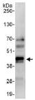 Immunoprecipitation - Anti-MSI2 antibody (AB114107)