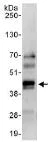 Immunoprecipitation - Anti-MSI2 antibody (AB114107)