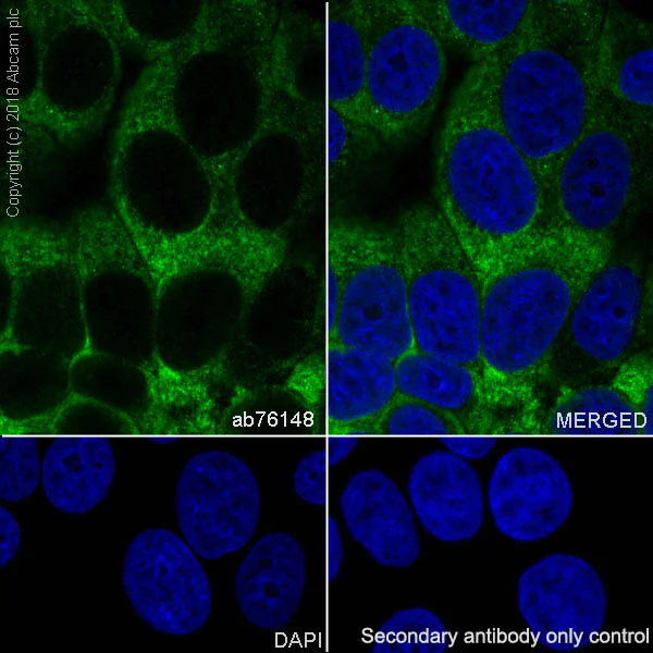 Immunocytochemistry/ Immunofluorescence - Anti-MSI2 antibody [EP1305Y] (AB76148)