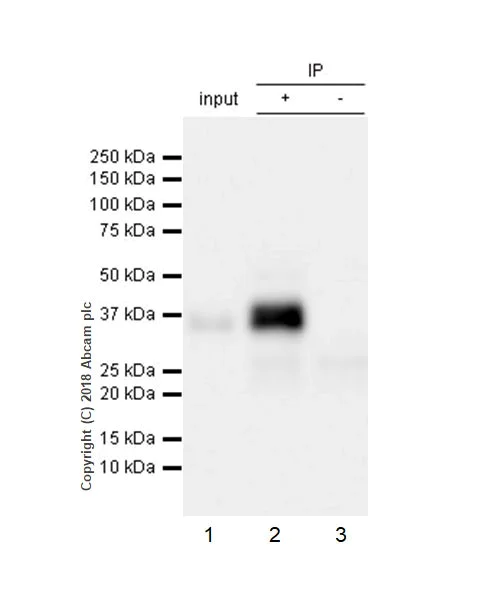 テレビ protein 14-3-3 proteins stabilize LGI1-ADAM22 levels to regulate