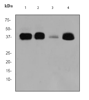Western blot - Anti-MSI2 antibody [EP1305Y] (AB76148)
