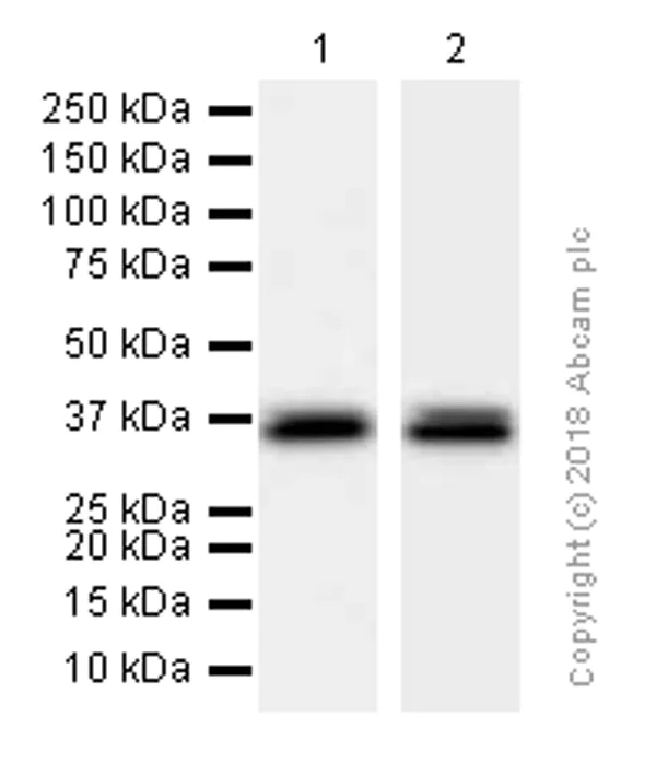 Western blot - Anti-MSI2 antibody [EP1305Y] (AB76148)