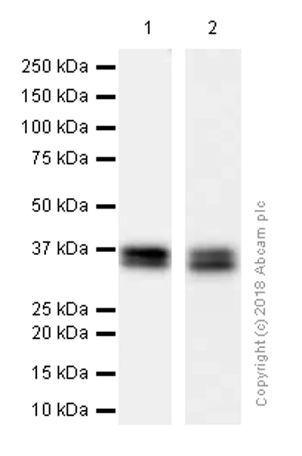 Western blot - Anti-MSI2 antibody [EP1305Y] (AB76148)