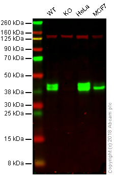 Western blot - Anti-MSI2 antibody [EP1305Y] - BSA and Azide free (AB221789)