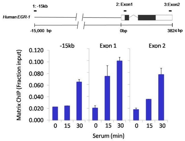 Anti-mSin3A antibody - ChIP Grade