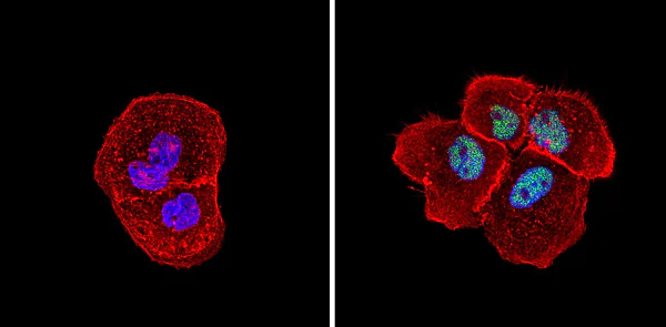 Immunocytochemistry/ Immunofluorescence - Anti-mSin3A antibody - ChIP Grade (AB3479)
