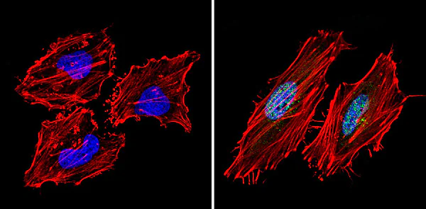 Immunocytochemistry/ Immunofluorescence - Anti-mSin3A antibody - ChIP Grade (AB3479)