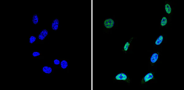 Immunocytochemistry/ Immunofluorescence - Anti-mSin3A antibody - ChIP Grade (AB3479)