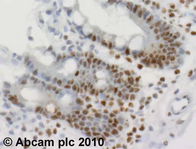 Immunohistochemistry (Formalin/PFA-fixed paraffin-embedded sections) - Anti-mSin3A antibody - ChIP Grade (AB3479)