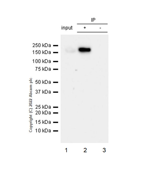 Immunoprecipitation - Anti-mSin3a antibody [EPR27103-53] (AB307197), expandable thumbnail