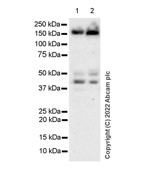 Western blot - Anti-mSin3a antibody [EPR27103-53] (AB307197), expandable thumbnail