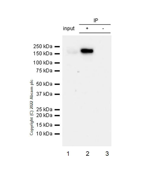Immunoprecipitation - Anti-mSin3a antibody [EPR27103-53] - BSA and Azide free (AB307198)