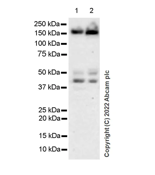 Western blot - Anti-mSin3a antibody [EPR27103-53] - BSA and Azide free (AB307198)