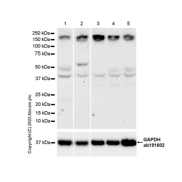 Western blot - Anti-mSin3a antibody [EPR27103-53] - BSA and Azide free (AB307198)