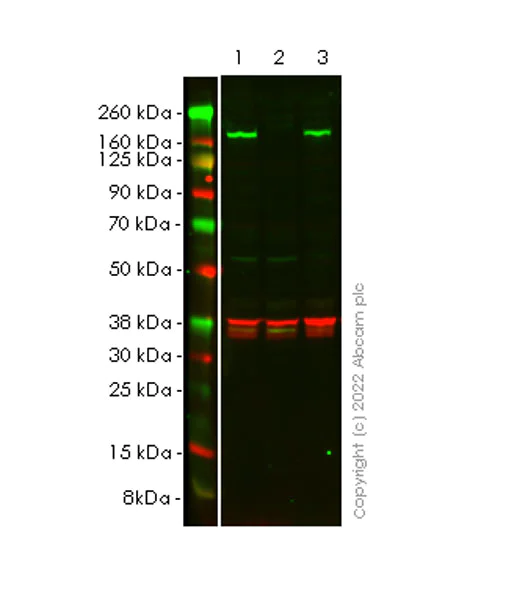 Western blot - Anti-mSin3a antibody [EPR27103-53] - BSA and Azide free (AB307198)