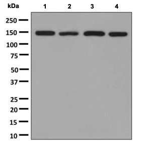 Western blot - Anti-mSin3A antibody [EPR6779] (AB137090)