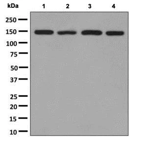 Western blot - Anti-mSin3A antibody [EPR6779] - BSA and Azide free (AB248813)